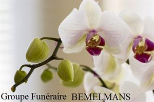Photo 313716